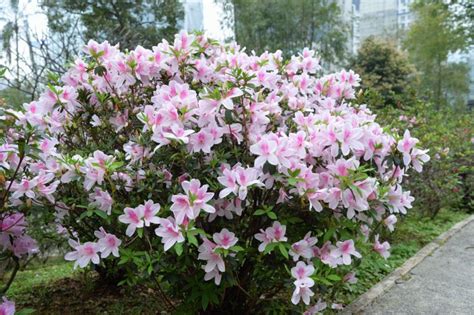 杜鵑花中毒怎麼辦